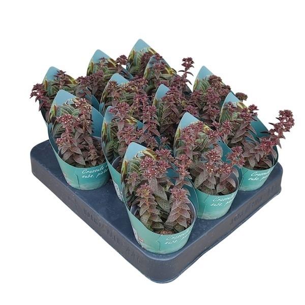 Горшечные цветы и растения оптом Crassula Exilis Picturata Potcover от 12шт (для телеги) из Голландии с доставкой по России