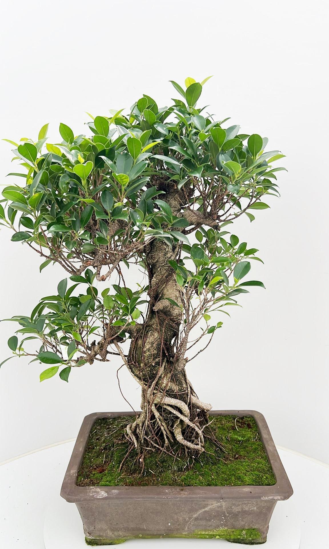 Горшечные цветы и растения оптом Bonsai Ficus Retusa от 1шт из Голландии с доставкой по России