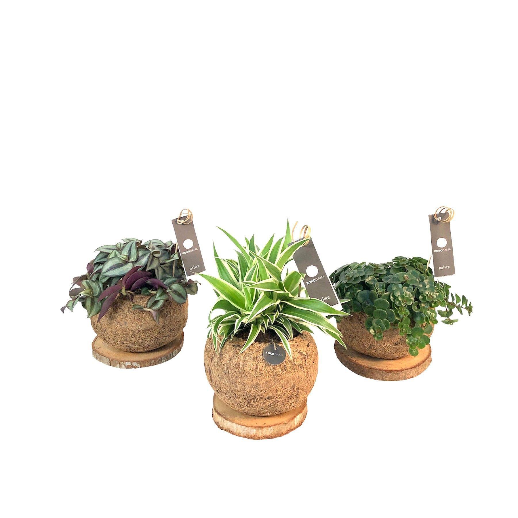 Горшечные цветы и растения оптом Kamerpl Gem Gr 3 Srt от 7шт из Голландии с доставкой по России