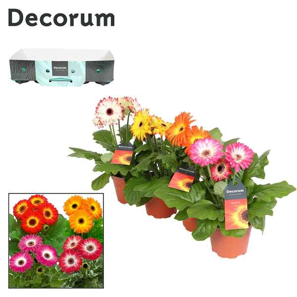 Горшечные цветы и растения оптом Gerbera Twister Mix 3+ Showbox (decorum) от 10шт из Голландии с доставкой по России