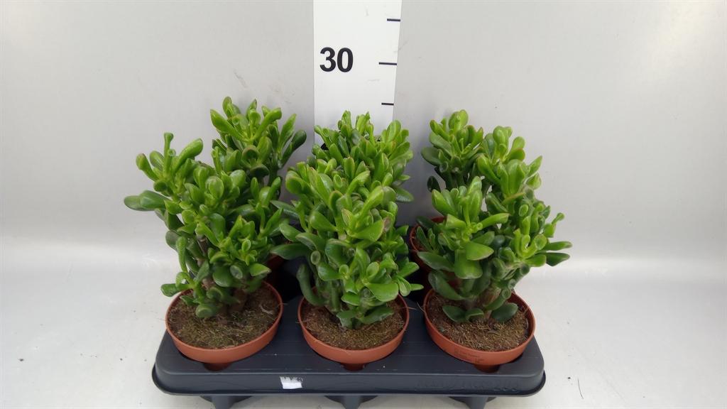 Горшечные цветы и растения оптом Crassula Ovata trompet A от 6шт из Голландии с доставкой по России