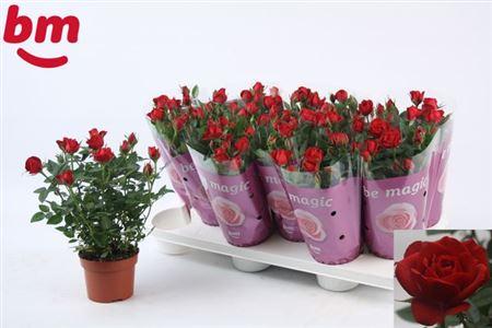 Горшечные цветы и растения оптом Rosa Hot Jewel Red от 12шт из Голландии с доставкой по России