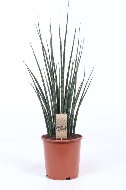 Горшечные цветы и растения оптом Sansevieria Fernwood Mikado от 1шт из Голландии с доставкой по России