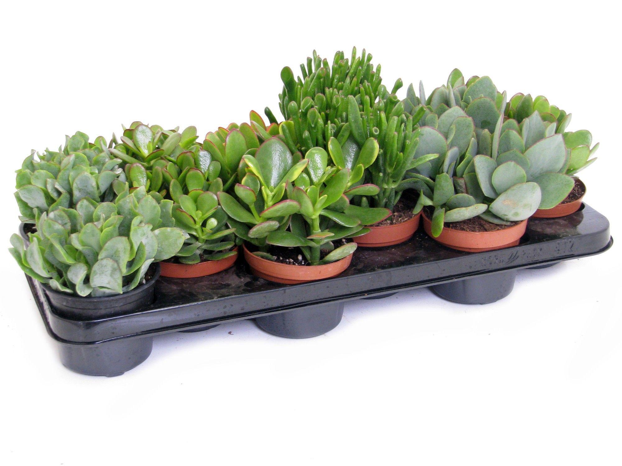 Горшечные цветы и растения оптом Crassula Mix 10,5 Cm от 9шт из Голландии с доставкой по России