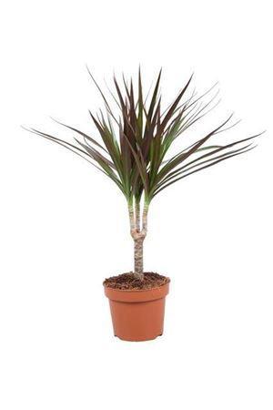Горшечные цветы и растения оптом Dracaena Magenta Enkele Stam P12 от 10шт из Голландии с доставкой по России