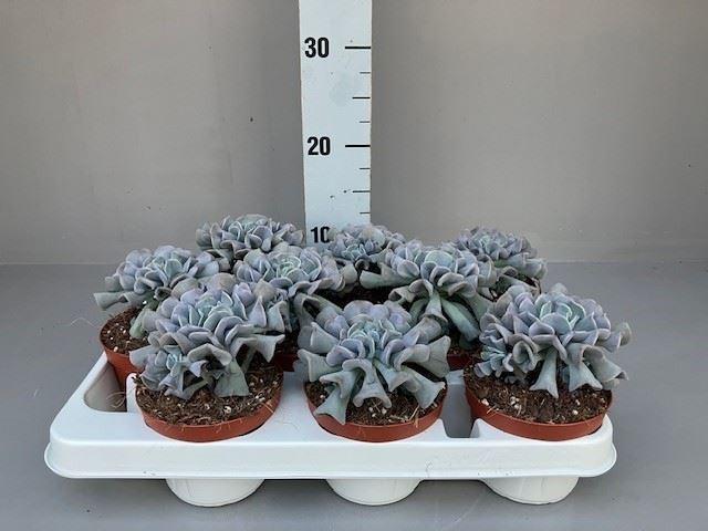 Горшечные цветы и растения оптом Echeveria   ... от 9шт из Голландии с доставкой по России