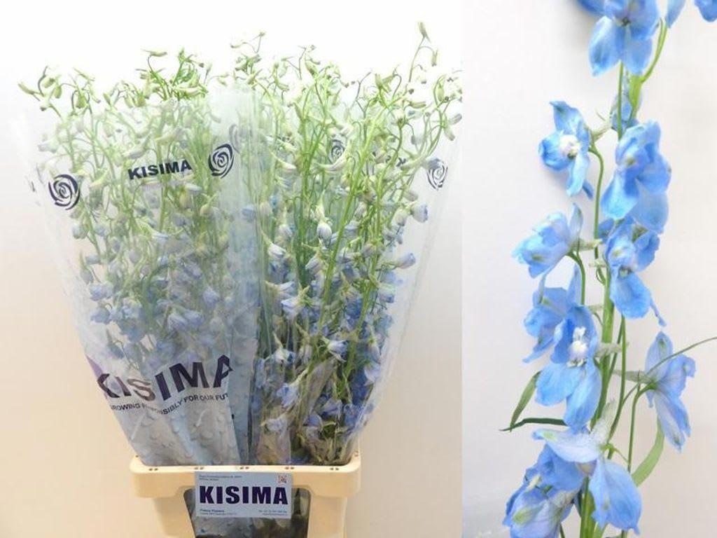 Срезанные цветы оптом Delphinium en sky waltz от 40шт из Голландии с доставкой по России