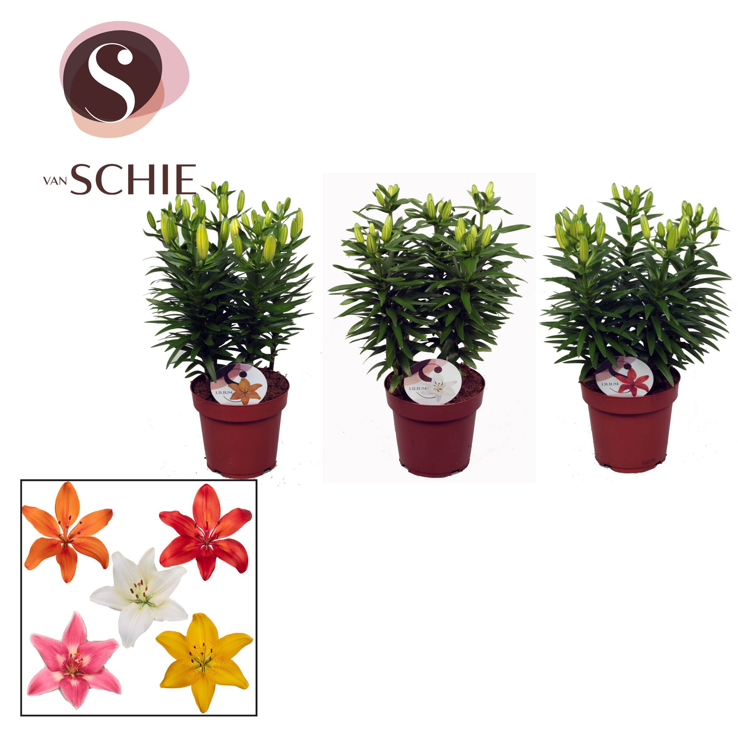 Горшечные цветы и растения оптом Garden Lilium Aziaat Mix 19cm от 5шт из Голландии с доставкой по России Горшечные цветы и растения оптом Garden Lilium Aziaat Mix 19cm от 5шт из Голландии с доставкой по России