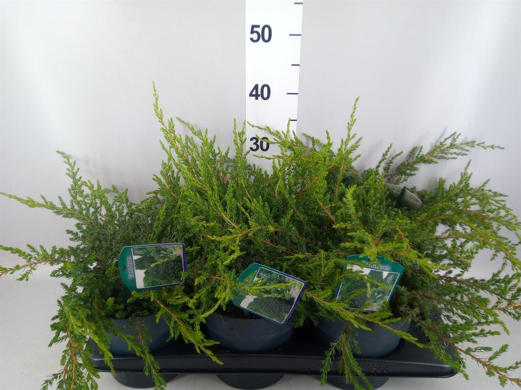 Горшечные цветы и растения оптом Juniperus Communis repanda от 6шт из Голландии с доставкой по России