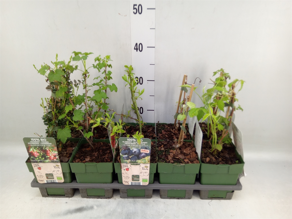 Горшечные цветы и растения оптом Fruit Trees And Shrubs   ... от 10шт из Голландии с доставкой по России