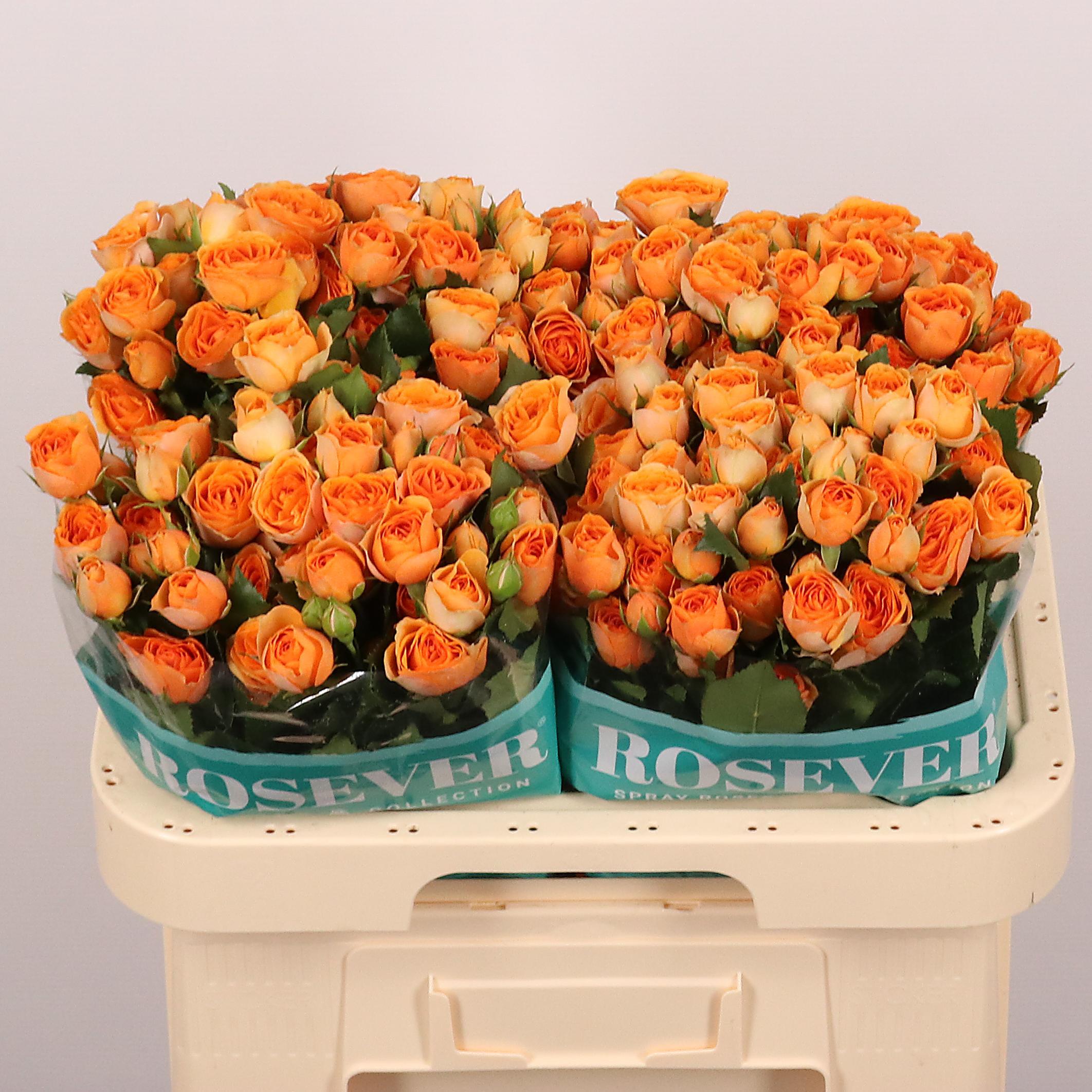 Срезанные цветы оптом Rosa spray safari rosever от 30шт из Голландии с доставкой по России