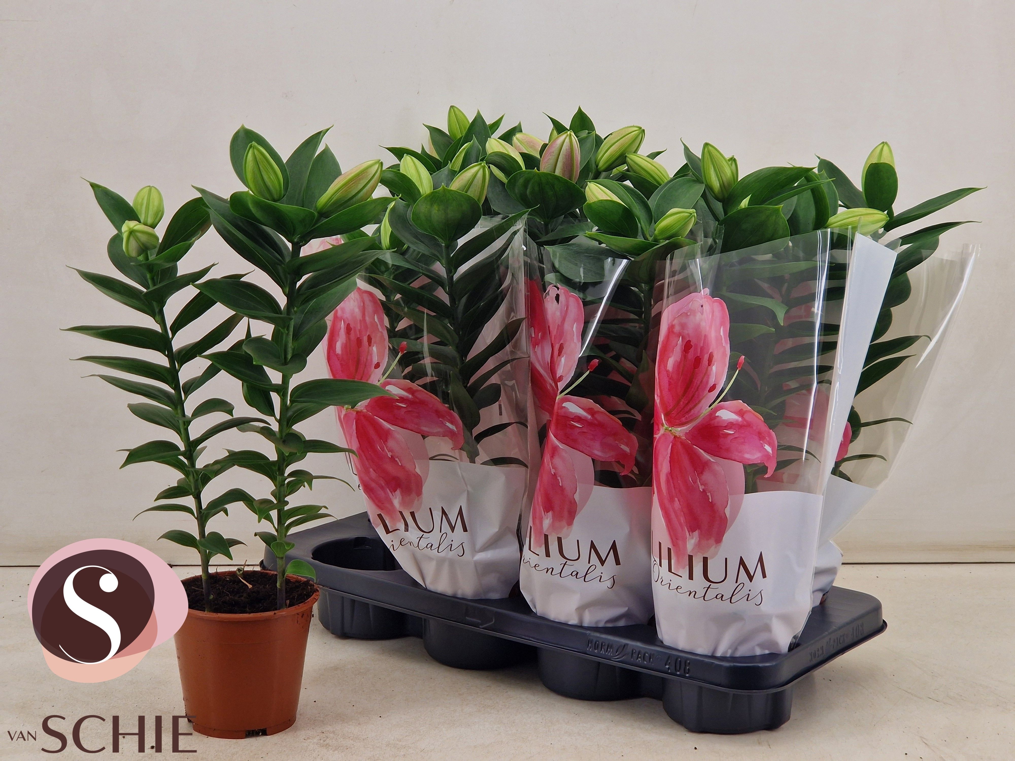 Горшечные цветы и растения оптом Lil Or Souvenir от 8шт' из Голландии с доставкой по России