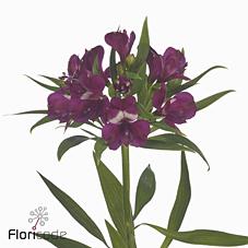 Срезанные цветы оптом Alstroemeria kimora от 50шт из Голландии с доставкой по России