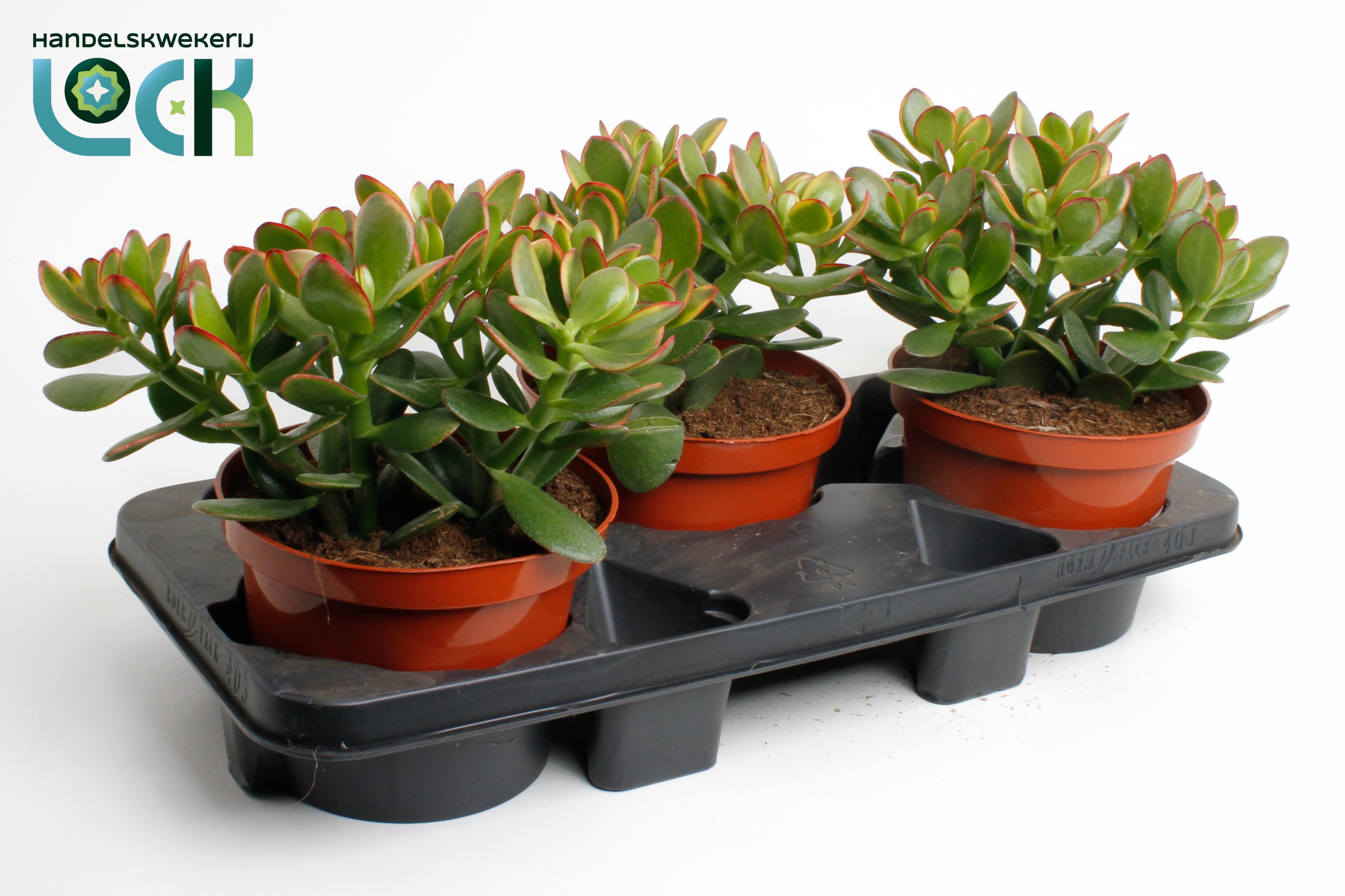 Горшечные цветы и растения оптом Crassula Ovata Sunset от 4шт из Голландии с доставкой по России
