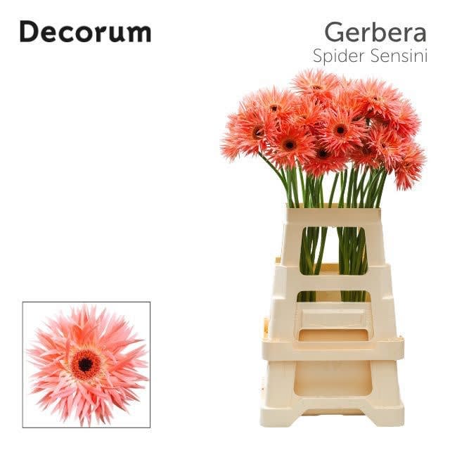 Срезанные цветы оптом Gerbera sensini от 40шт из Голландии с доставкой по России