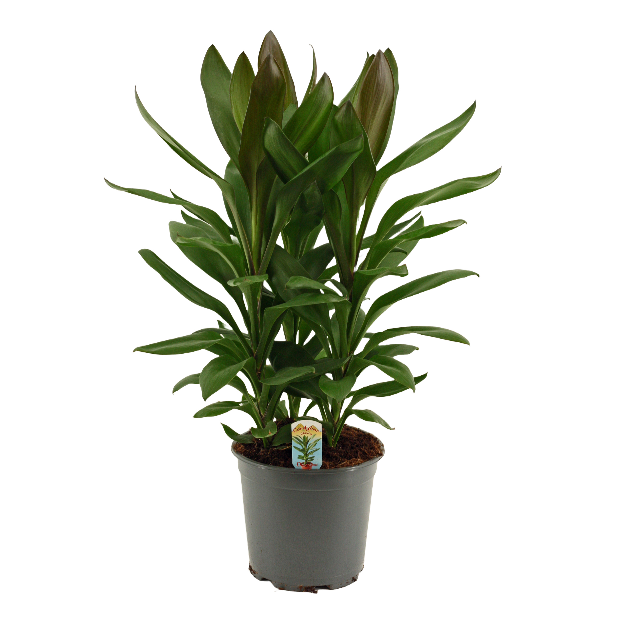 Горшечные цветы и растения оптом Cordyline Glauca 3pp от 5шт из Голландии с доставкой по России
