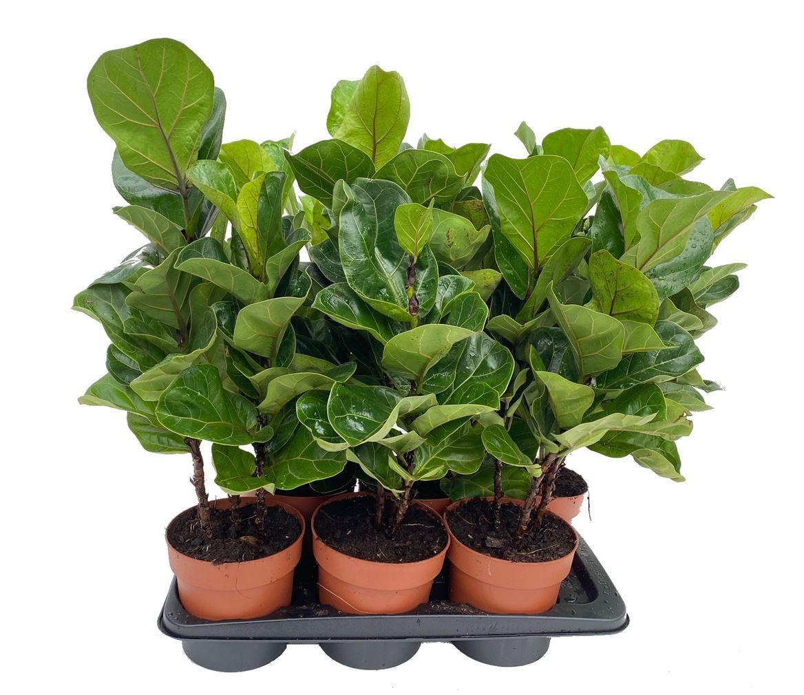 Горшечные цветы и растения оптом Ficus Tabaco Branched от 6шт из Голландии с доставкой по России