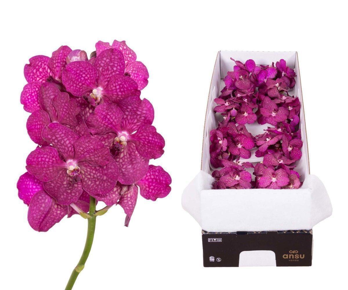 Срезанные цветы оптом Vanda fuchsia magic от 10шт из Голландии с доставкой по России