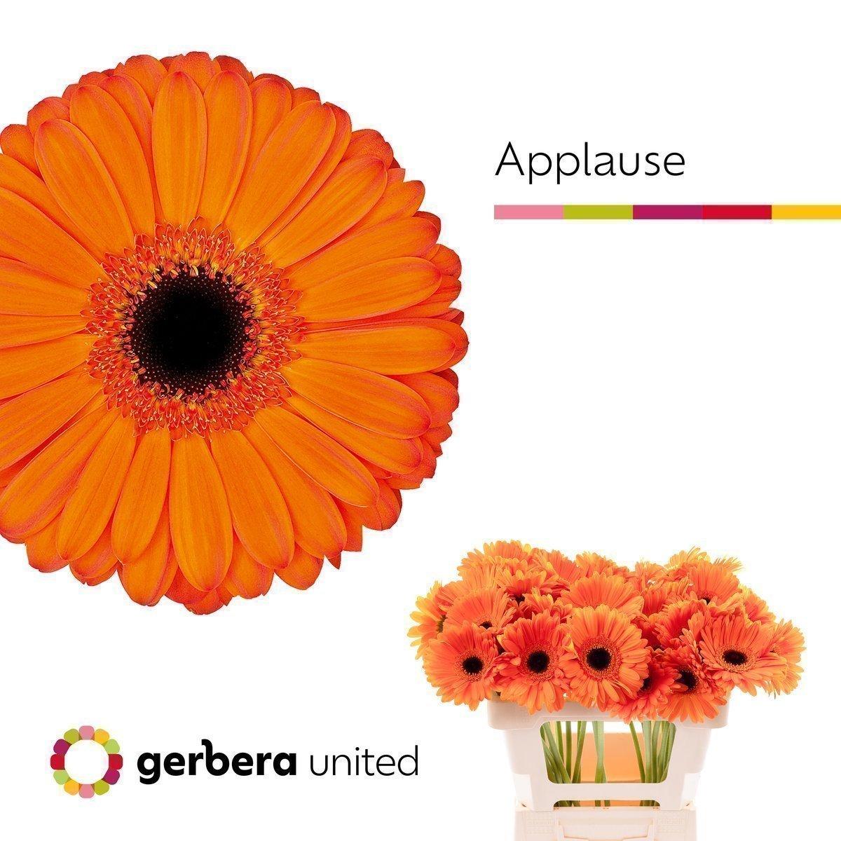 Срезанные цветы оптом Gerbera applause A от 50шт из Голландии с доставкой по России