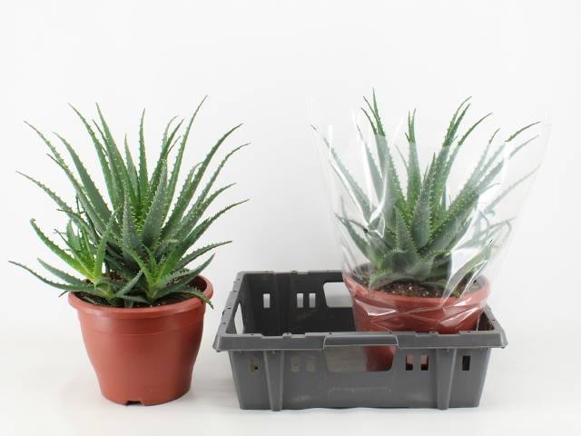 Горшечные цветы и растения оптом Aloe Arborescens от 2шт из Голландии с доставкой по России