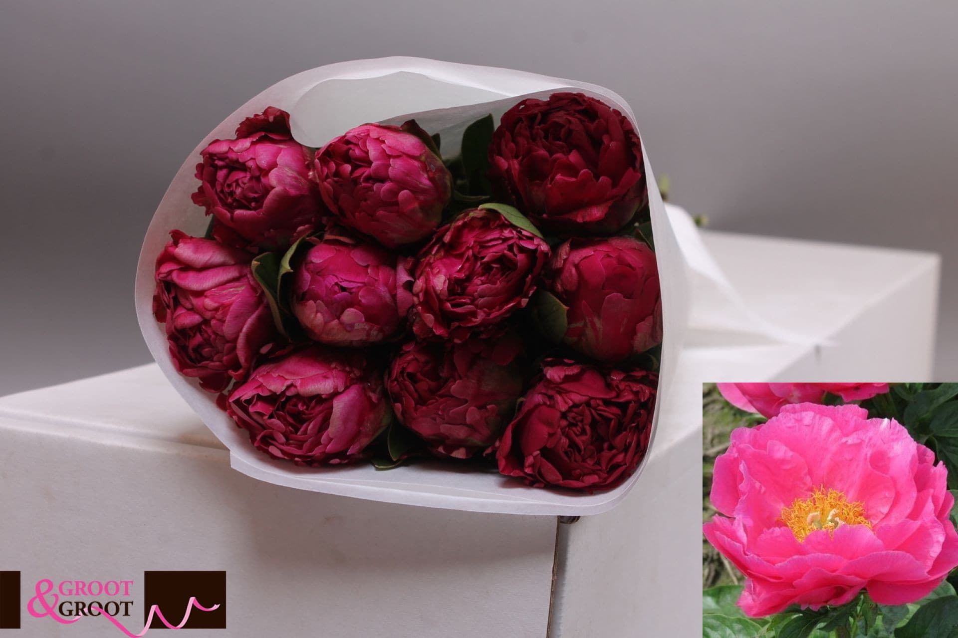 Срезанные цветы оптом Paeonia paul m wild от 100шт из Голландии с доставкой по России