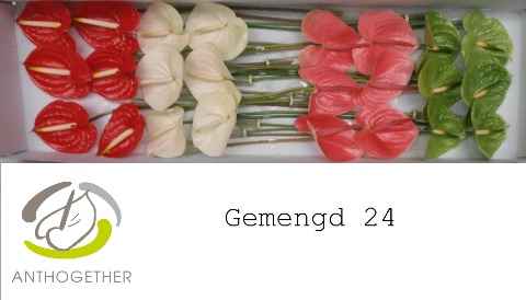 Срезанные цветы оптом Anthurium 4 colour mix in box от 24шт из Голландии с доставкой по России