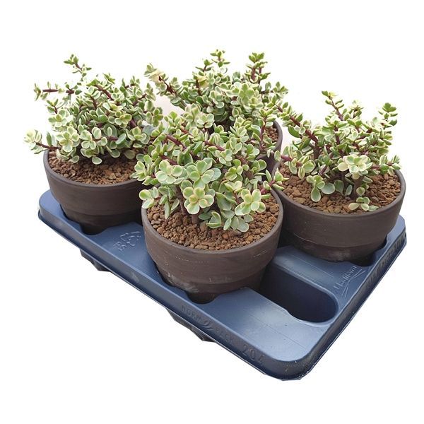 Горшечные цветы и растения оптом Portulacaria Afra Follis Variegata In Terracotta от 4шт из Голландии с доставкой по России