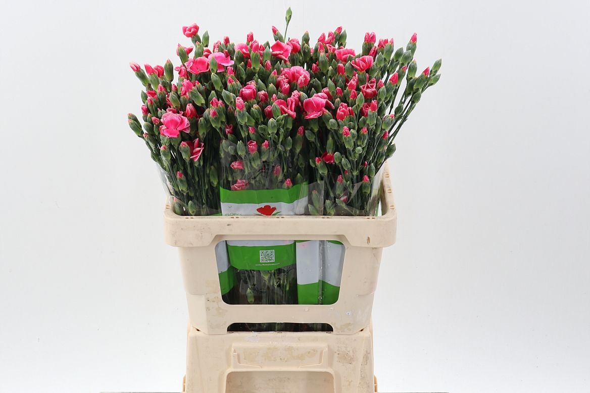 Срезанные цветы оптом Dianthus sp lala sabor от 100шт из Голландии с доставкой по России