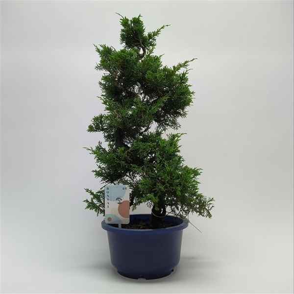 Горшечные цветы и растения оптом Bonsai Juniperus S-shape от 1шт из Голландии с доставкой по России