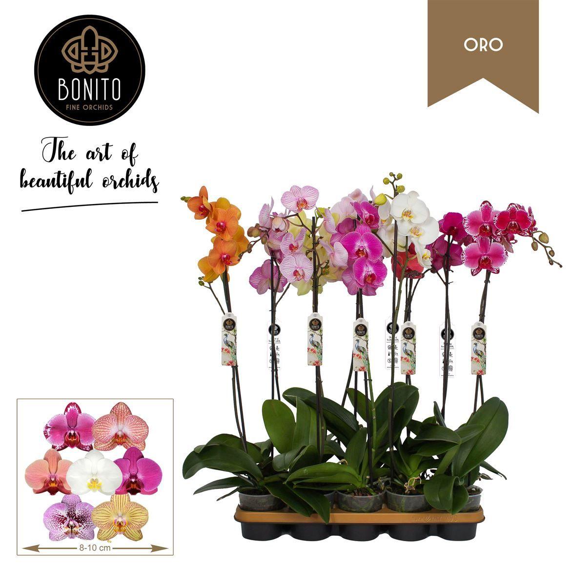Горшечные цветы и растения оптом Phal 1st Oro Mix 9+ (bonito) от 10шт из Голландии с доставкой по России
