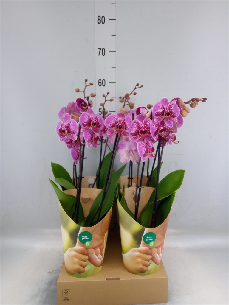 Горшечные цветы и растения оптом Phalaenopsis   ...lilac от 4шт из Голландии с доставкой по России