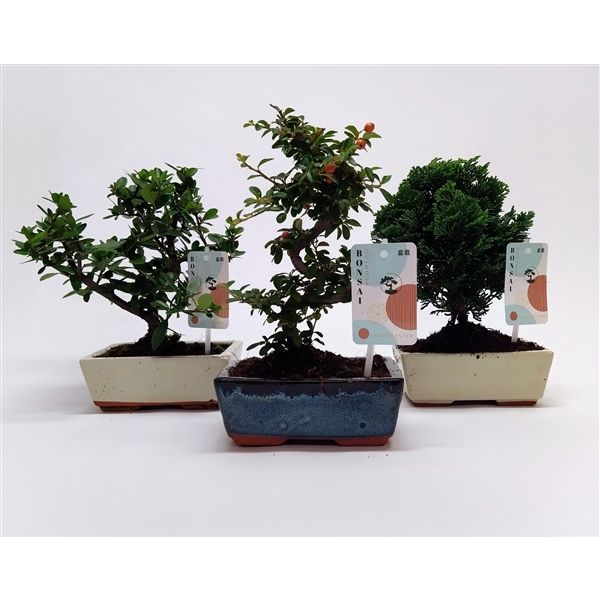 Горшечные цветы и растения оптом Bonsai Mix In Mediterraans от 10шт из Голландии с доставкой по России