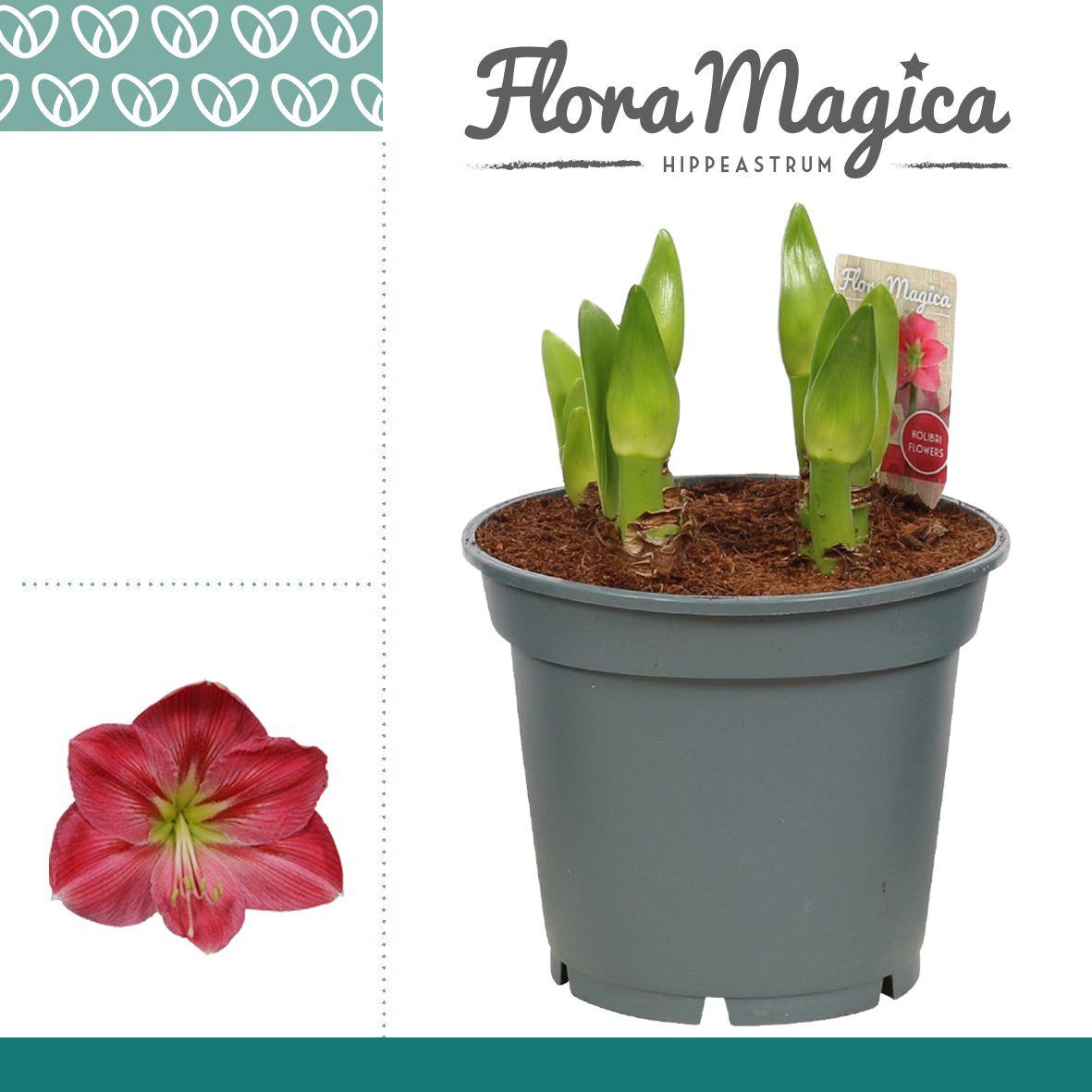 Горшечные цветы и растения оптом Hipp Multiflora Sweet Pink 6+ от 6шт из Голландии с доставкой по России