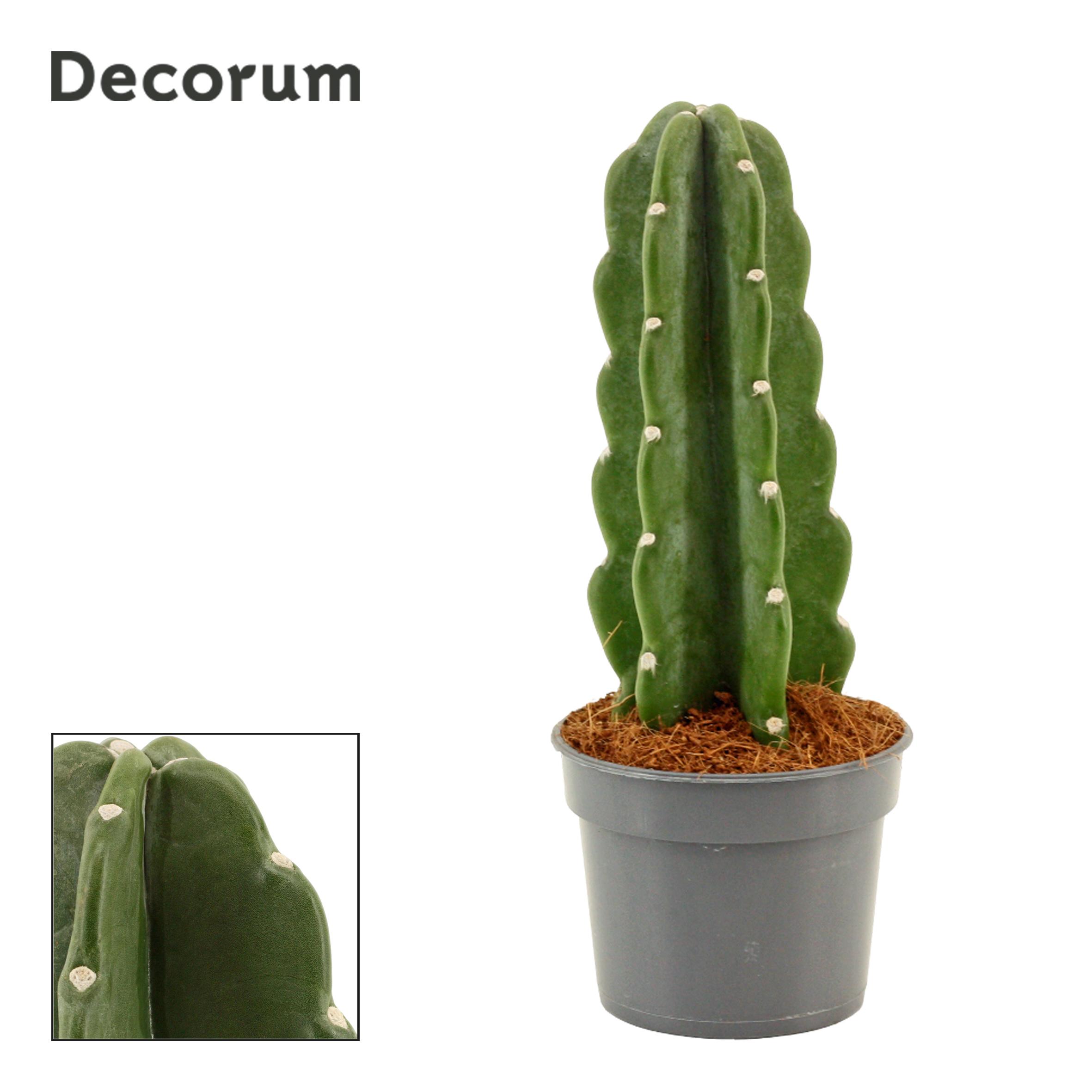 Горшечные цветы и растения оптом Cuddly Cactus Cereus Jamacaru) (decorum) от 18шт (для телеги) из Голландии с доставкой по России