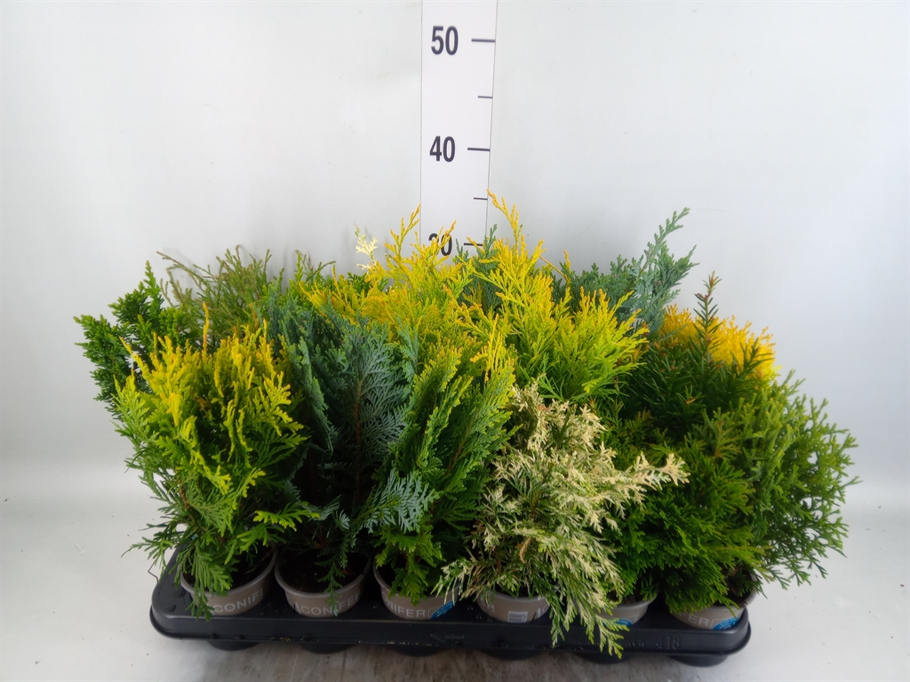 Горшечные цветы и растения оптом Conifers   ...mix от 18шт (для телеги) из Голландии с доставкой по России