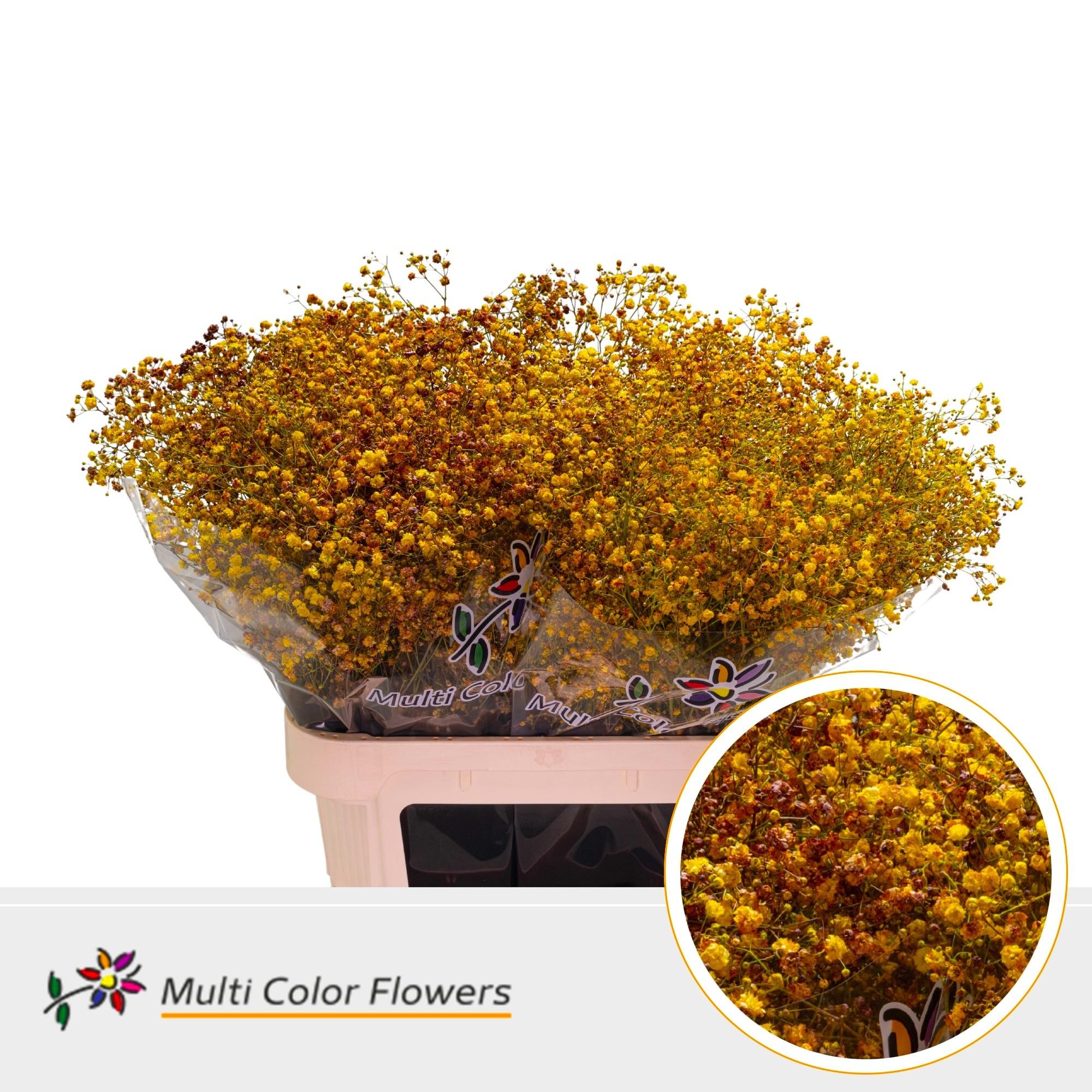 Срезанные цветы оптом Gyps fine paint mix autumn от 50шт из Голландии с доставкой по России