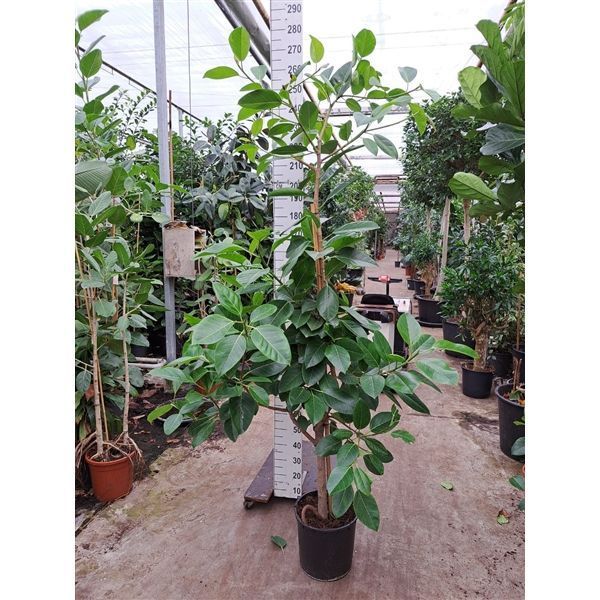 Горшечные цветы и растения оптом Ficus Altisima Branched On Stem от 1шт из Голландии с доставкой по России