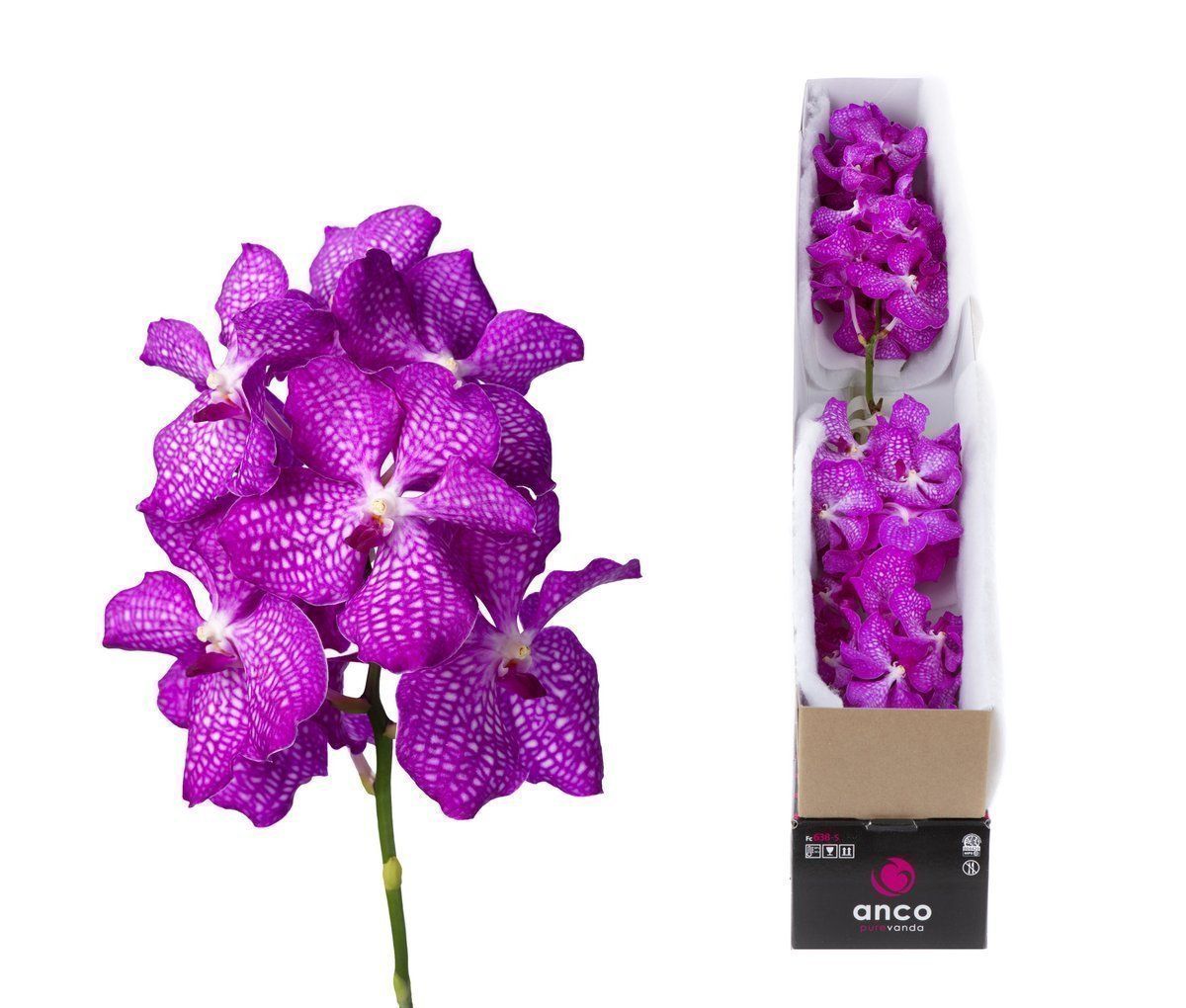 Срезанные цветы оптом Vanda kanchana magic pink per stem от 8шт. из Голландии с доставкой по России