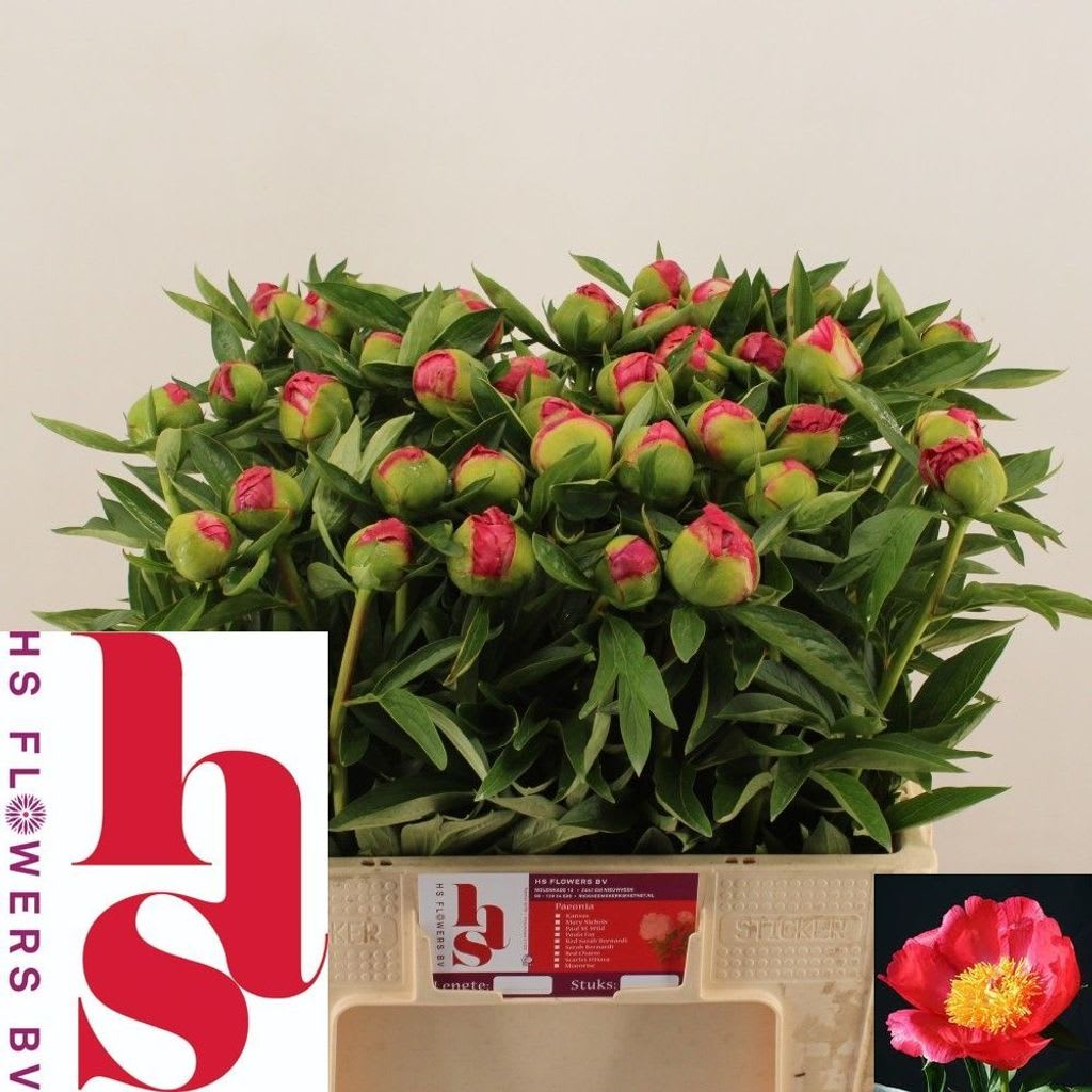 Срезанные цветы оптом Paeonia flame от 50шт. из Голландии с доставкой по России