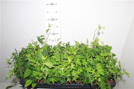 Горшечные цветы и растения оптом Hed He Ov Groen от 21шт (для телеги) из Голландии с доставкой по России