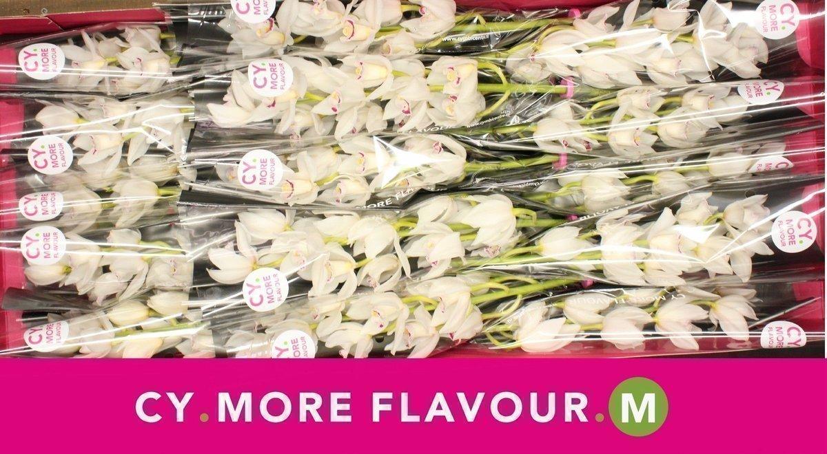 Срезанные цветы оптом Minicymbidium lucky sue от 15шт из Голландии с доставкой по России