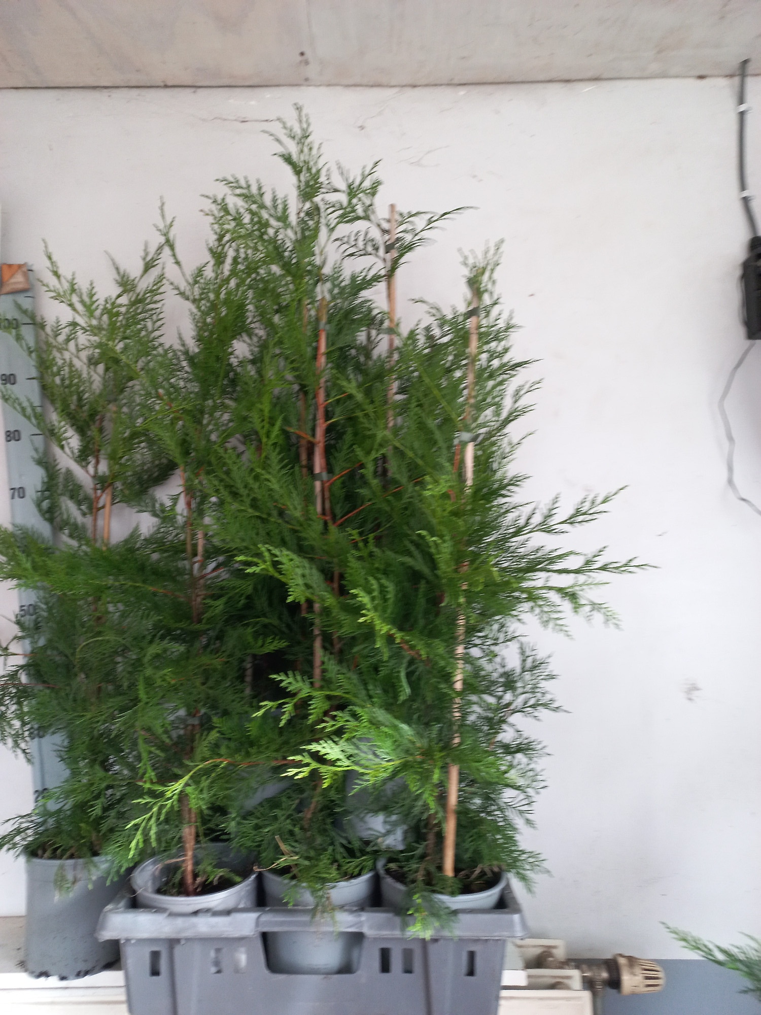 Горшечные цветы и растения оптом Cupr Leylandii Ov от 10шт из Голландии с доставкой по России