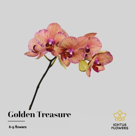 Срезанные цветы оптом Phalaenopsis golden treasure (per flower) от 15шт из Голландии с доставкой по России