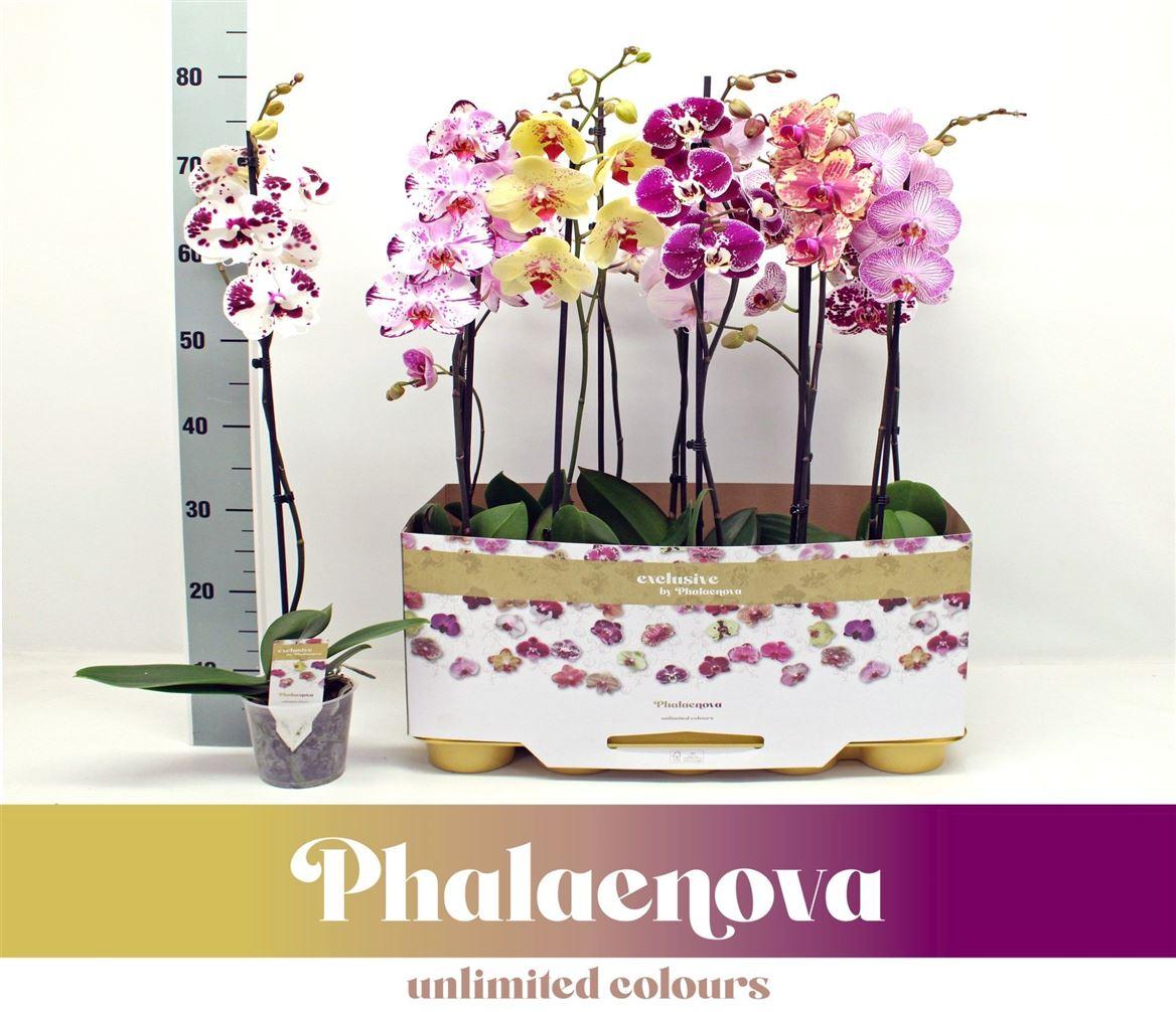 Горшечные цветы и растения оптом Phal 1st Taiwan Mix 9+ (phalaenova) от 10шт из Голландии с доставкой по России