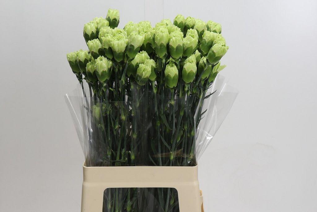 Срезанные цветы оптом Dianthus st goblin от 100шт из Голландии с доставкой по России