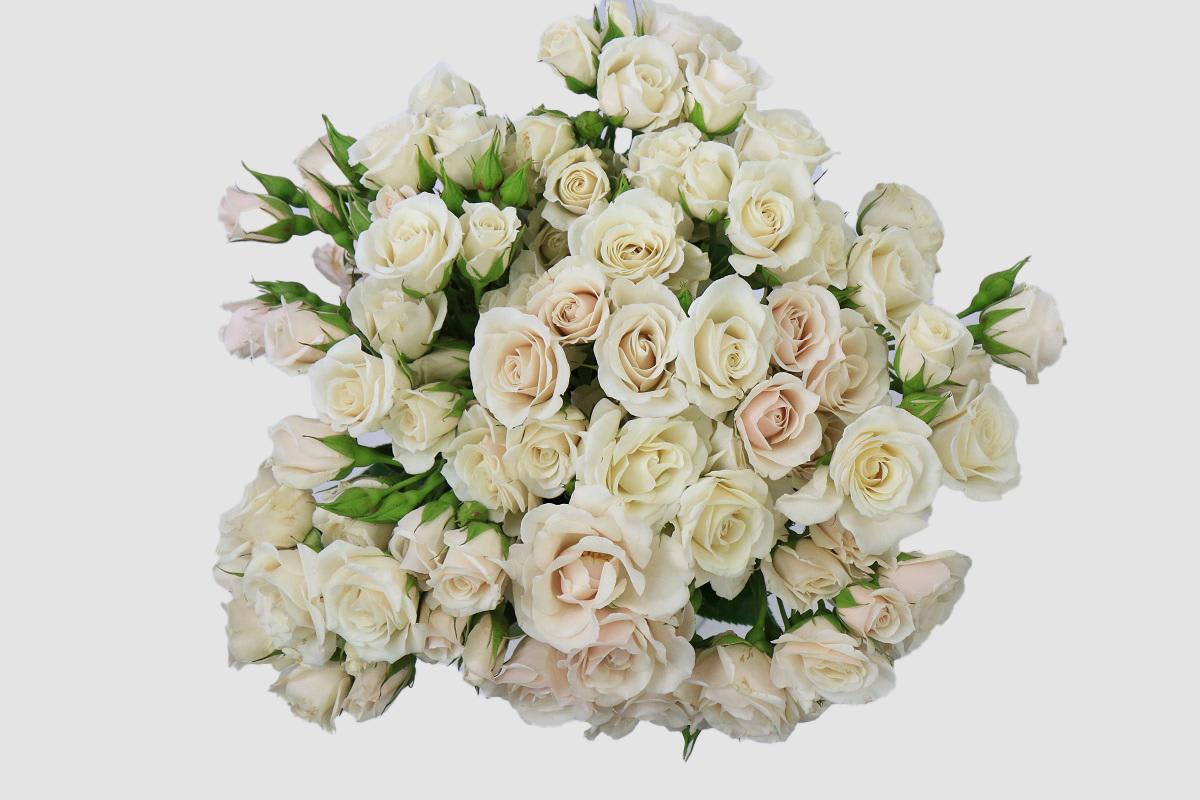 Срезанные цветы оптом Rosa ec garden white majolica от 30шт из Голландии с доставкой по России