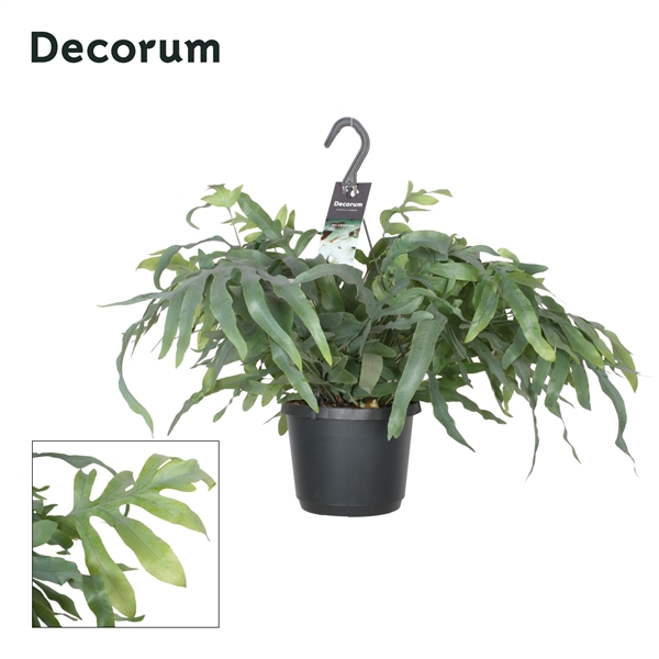 Горшечные цветы и растения оптом Phlebodium Aureum Blue Star Hangpot (decorum) от 6шт из Голландии с доставкой по России