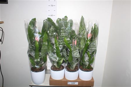 Горшечные цветы и растения оптом ** Aech Fas Primera Keramiek Wit * Spring Deal * от 6шт из Голландии с доставкой по России