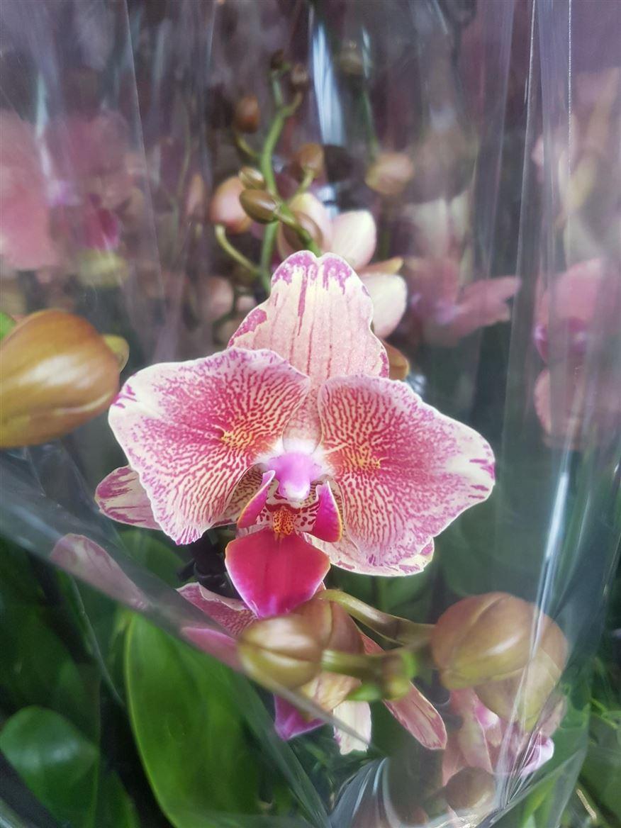 Горшечные цветы и растения оптом Phal Picotte Mut от 10шт из Голландии с доставкой по России