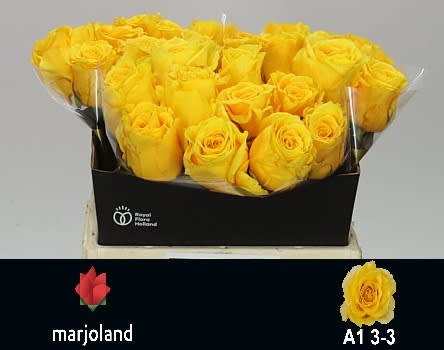 Срезанные цветы оптом Rosa large palmares! от 30шт из Голландии с доставкой по России